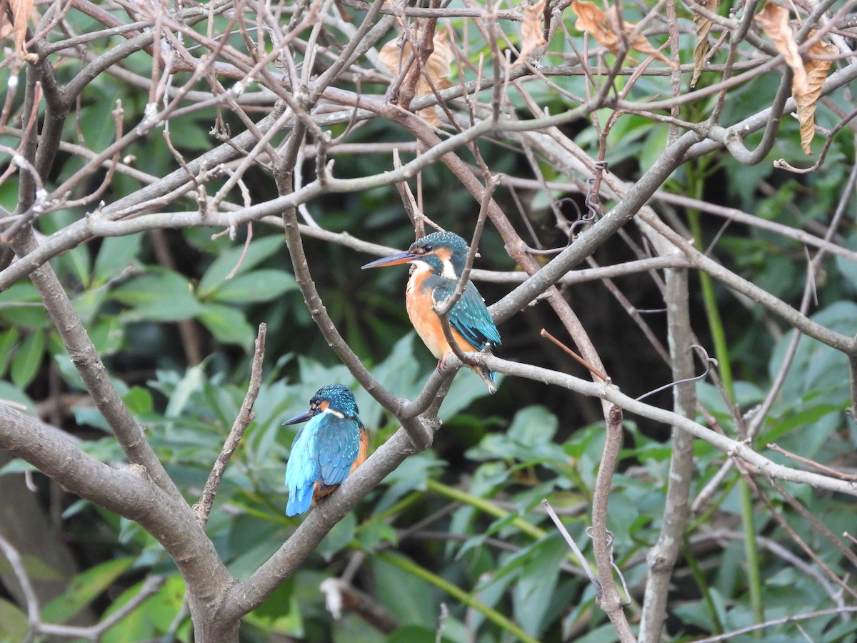 Common Kingfisher - ML646579913
