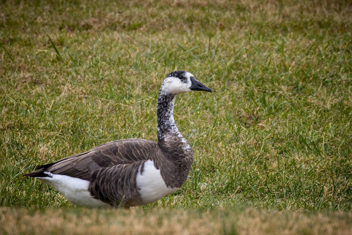 berneška velká - ML646579914