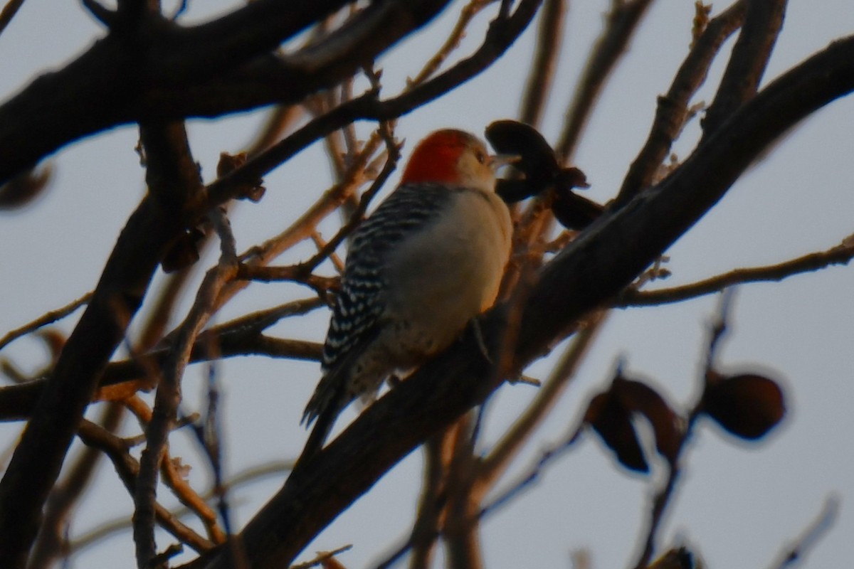 Carpintero de Carolina - ML646579916