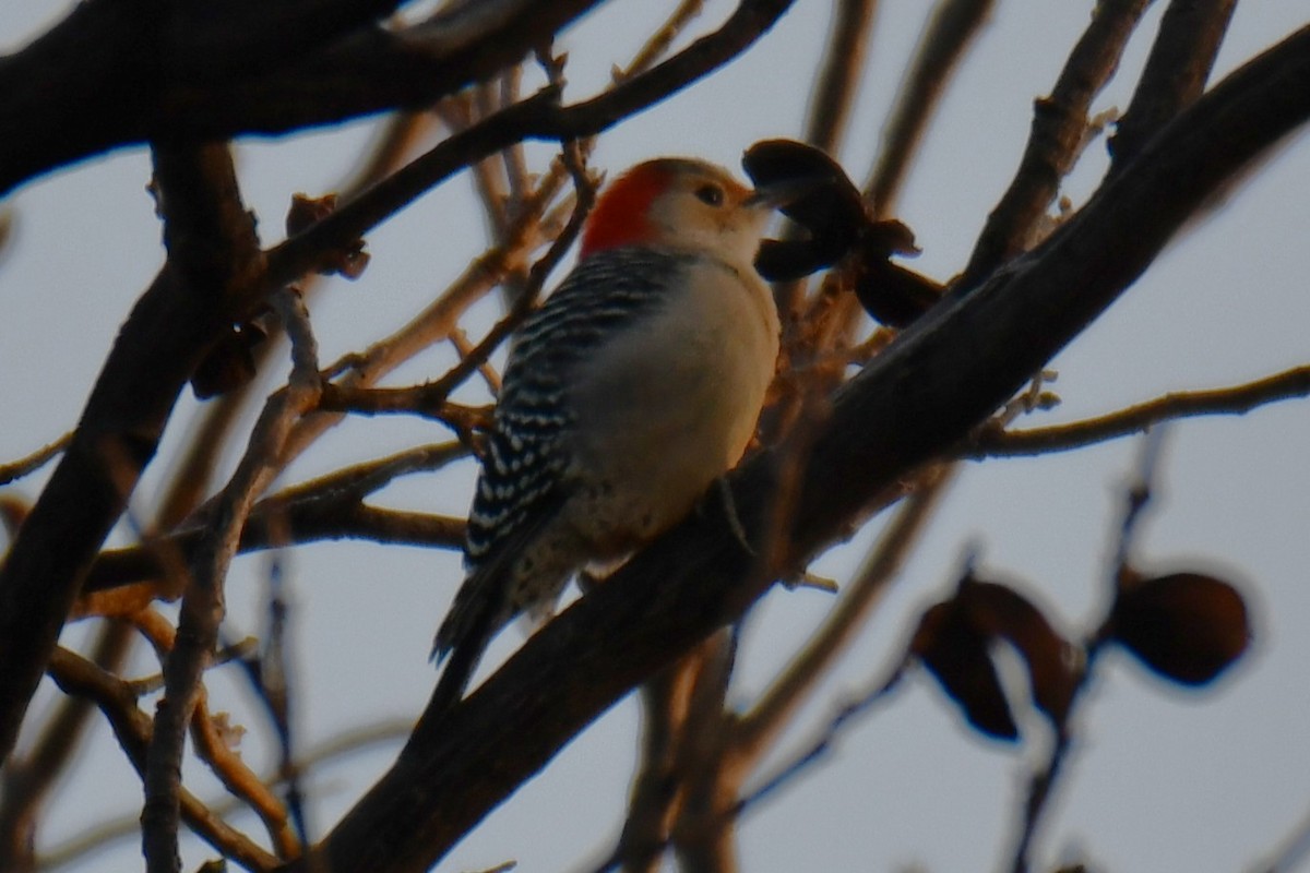 Carpintero de Carolina - ML646579917