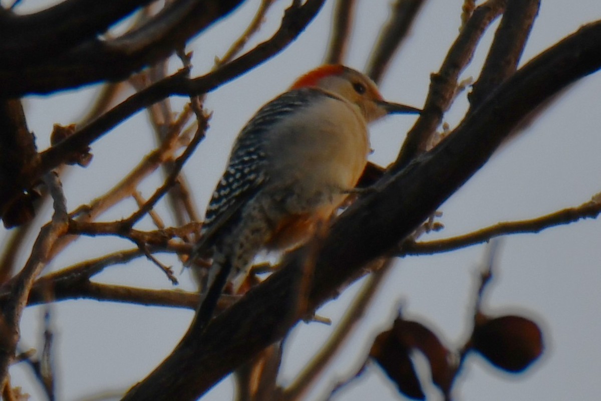 Carpintero de Carolina - ML646579918