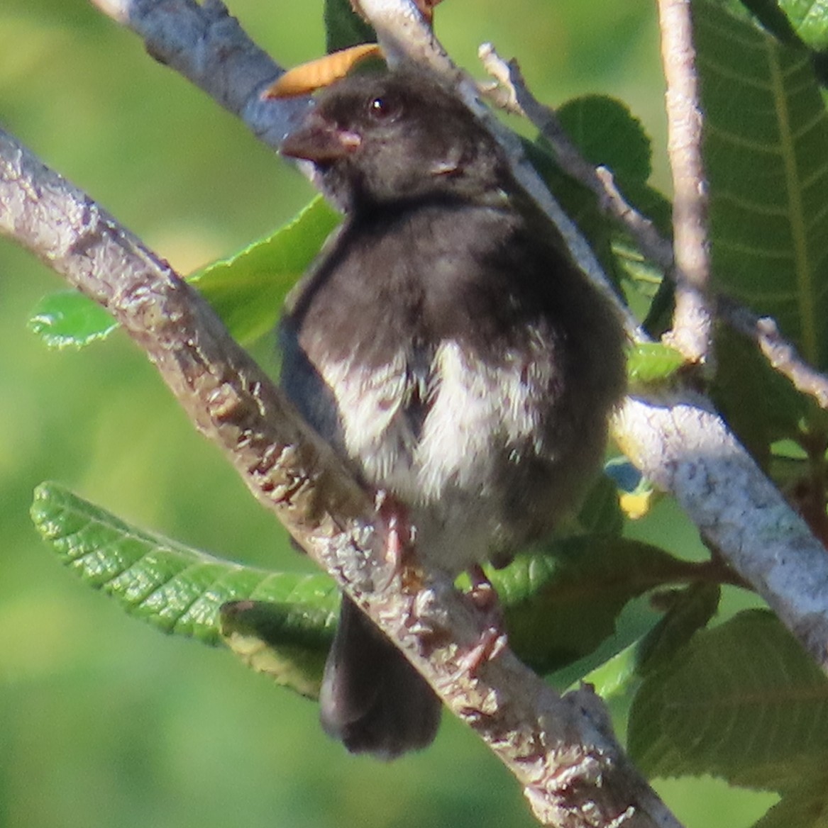 Black-faced Grassquit - ML646579919
