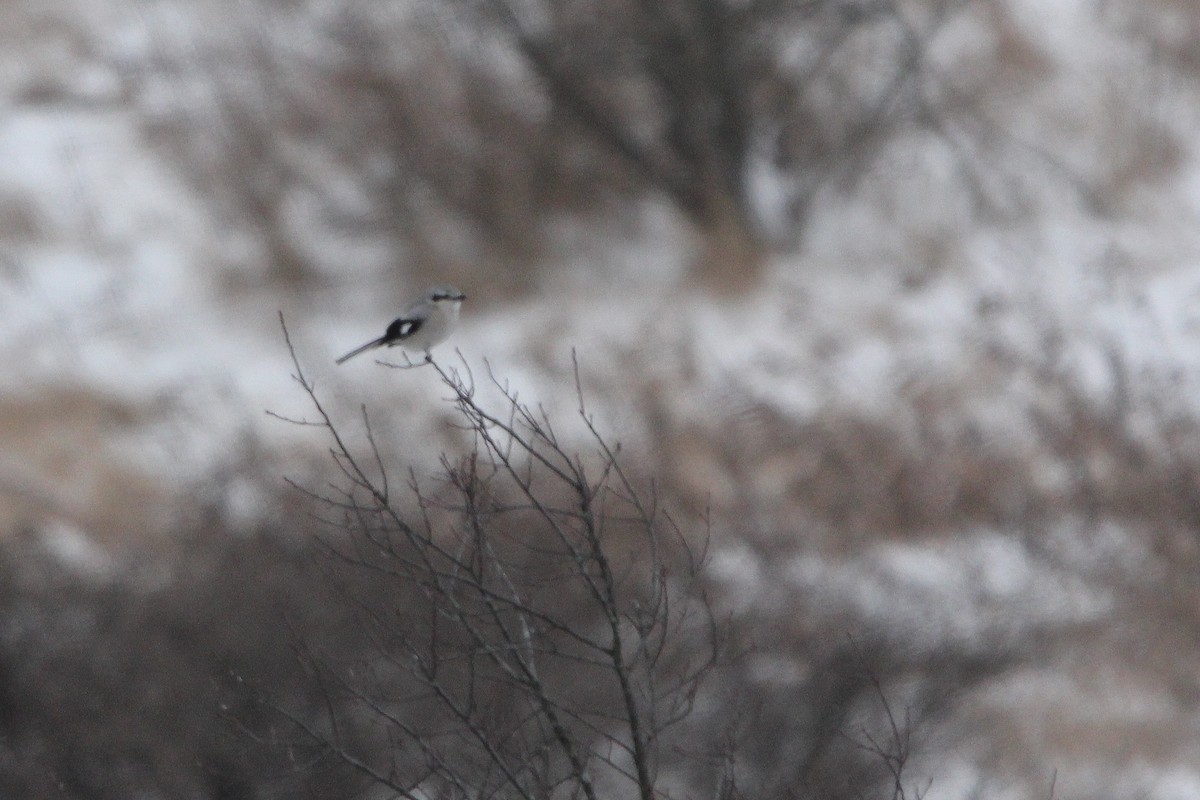 ťuhýk severní - ML646579920