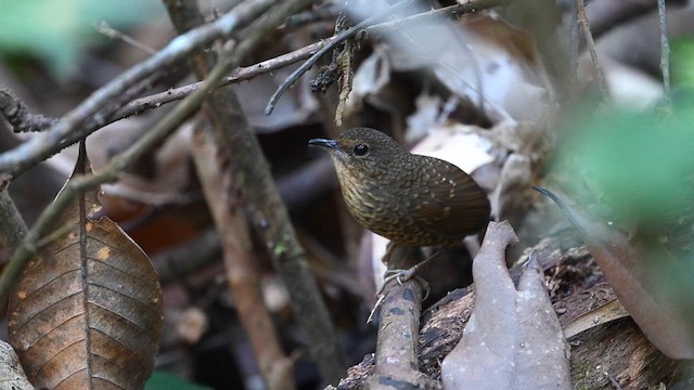 Pygmy Cupwing - ML646579921