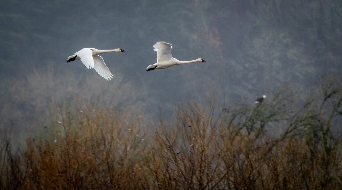 Tundra Swan - ML646579925