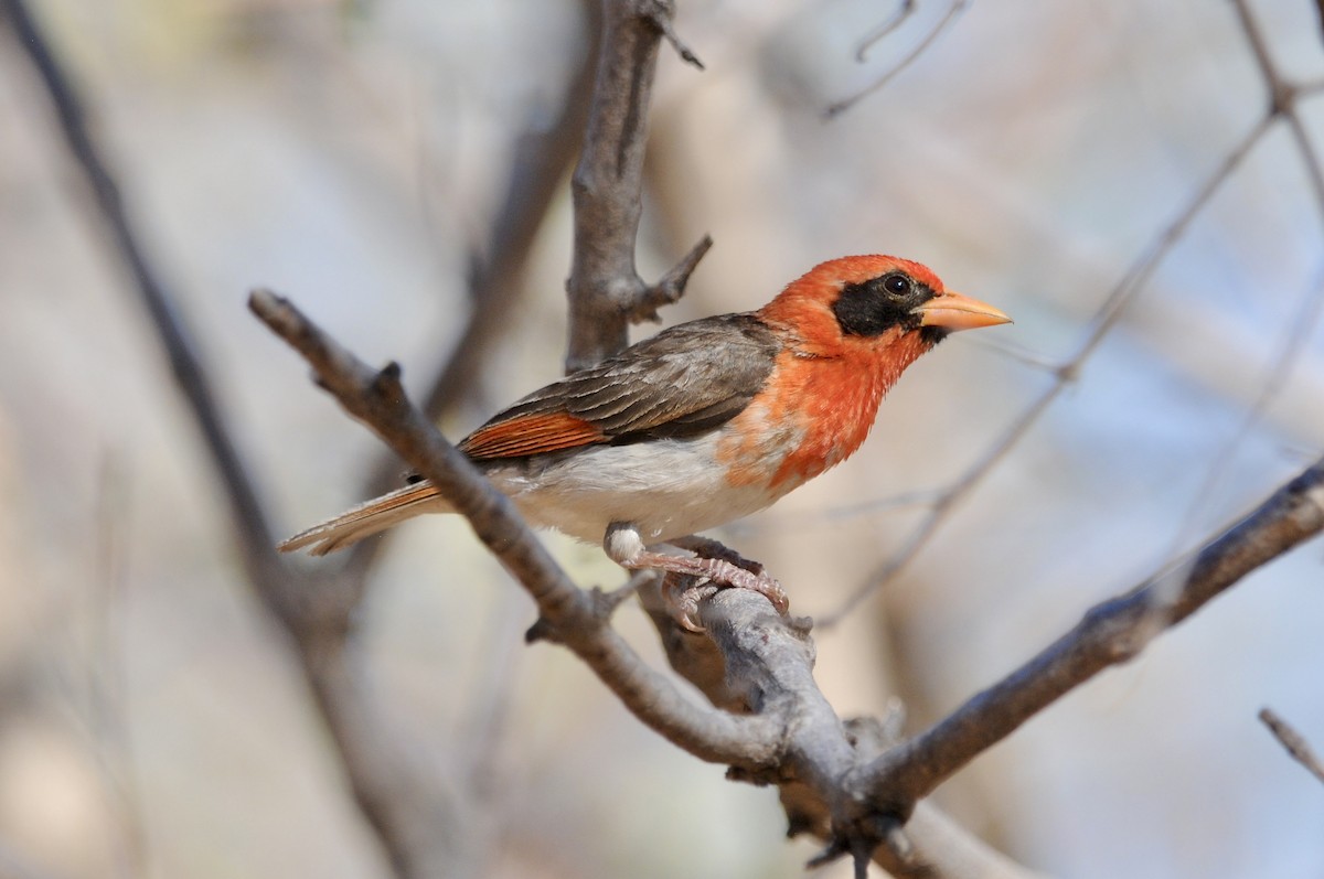 Red-headed Weaver - ML646579926