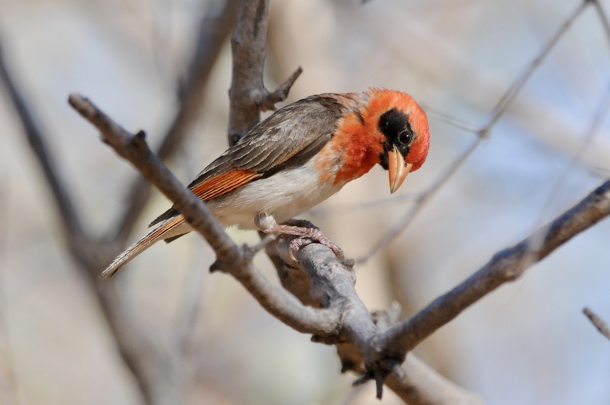 Red-headed Weaver - ML646579927