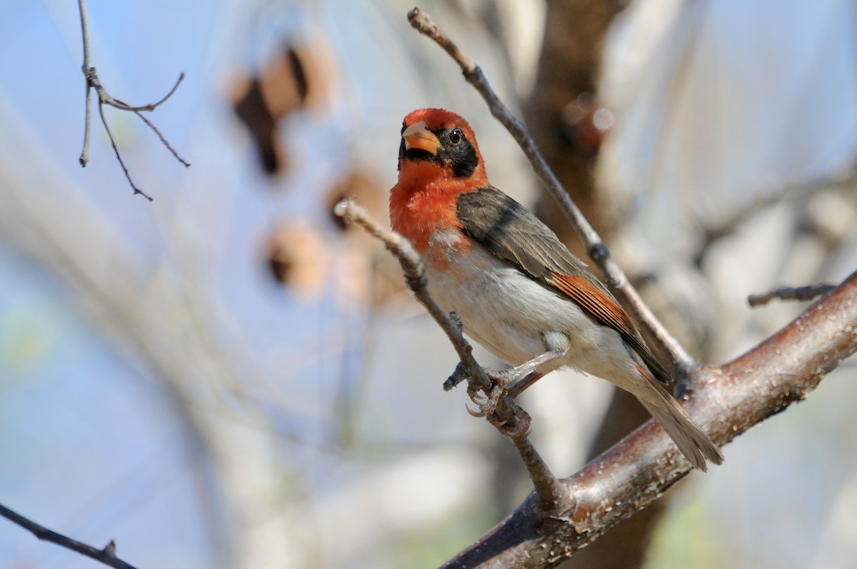 Red-headed Weaver - ML646579928