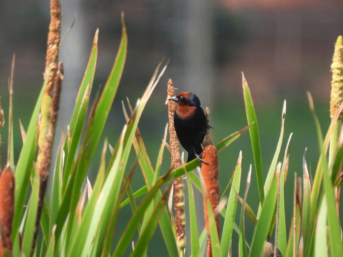 Chestnut-capped Blackbird - ML646579930