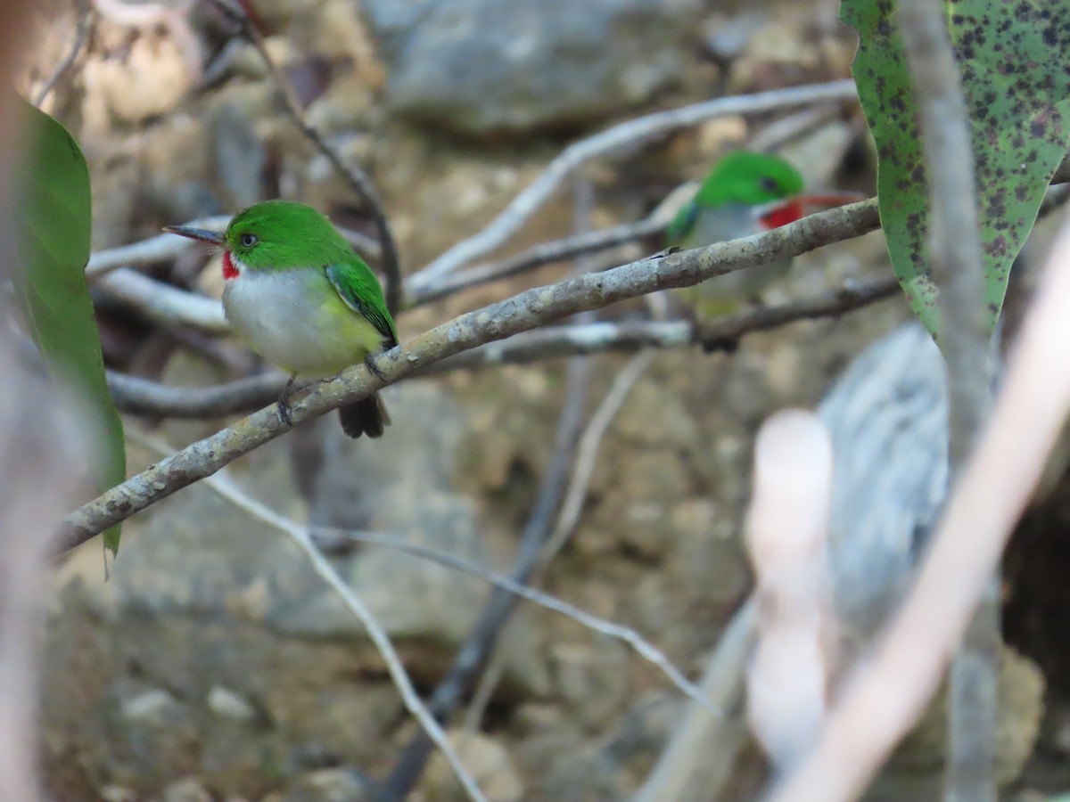 Puerto Rican Tody - ML646579934