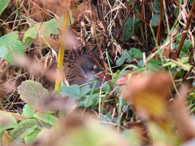 西方秧雞 - ML646579936