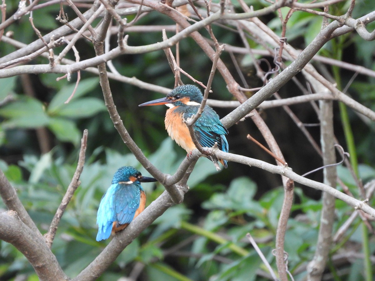 Common Kingfisher - ML646579960
