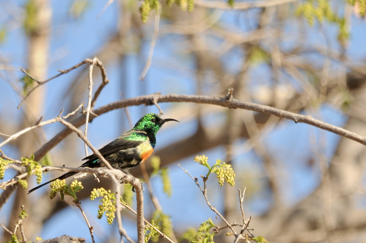 Gorgeous Sunbird - ML646579961