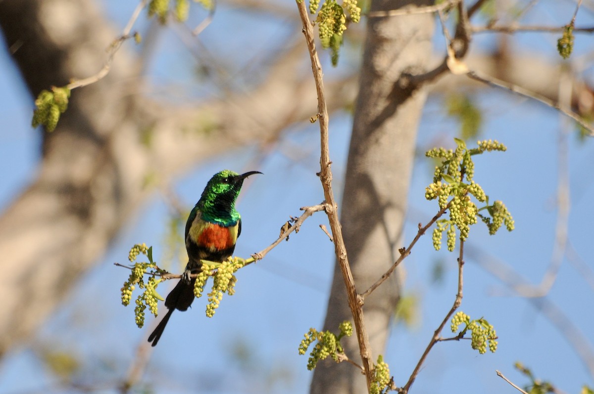 Gorgeous Sunbird - ML646579962