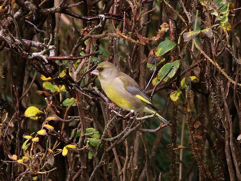 European Greenfinch - ML646579963