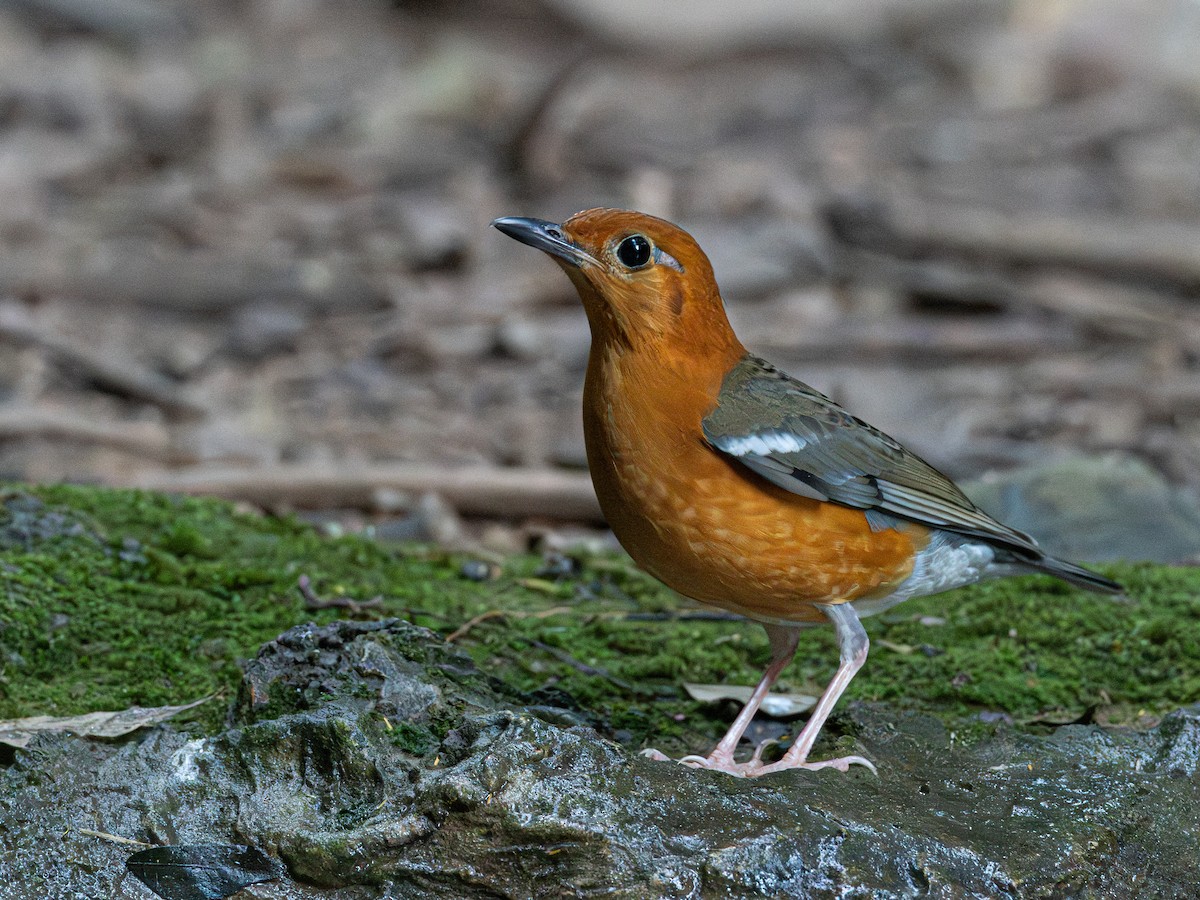 Zorzal Citrino (grupo citrina) - ML646579965