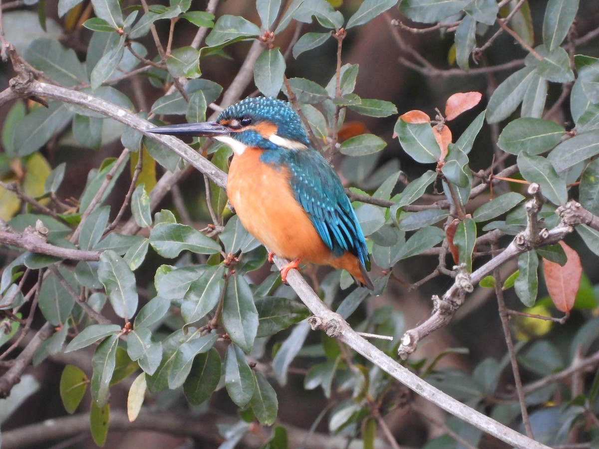 Common Kingfisher - ML646579967