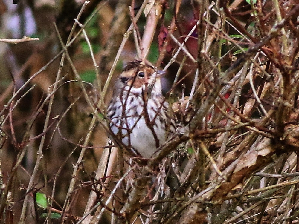 小鵐 - ML646579968