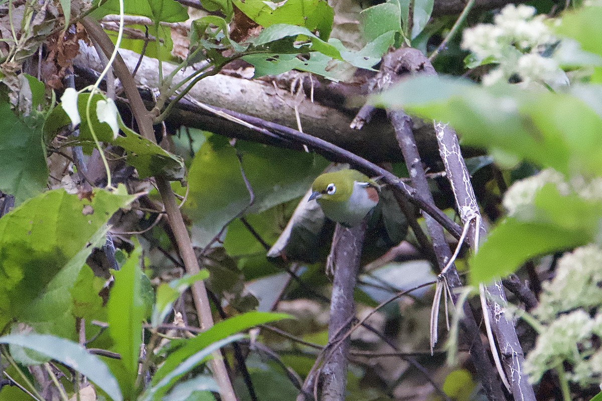 Chestnut-flanked White-eye - ML646579971