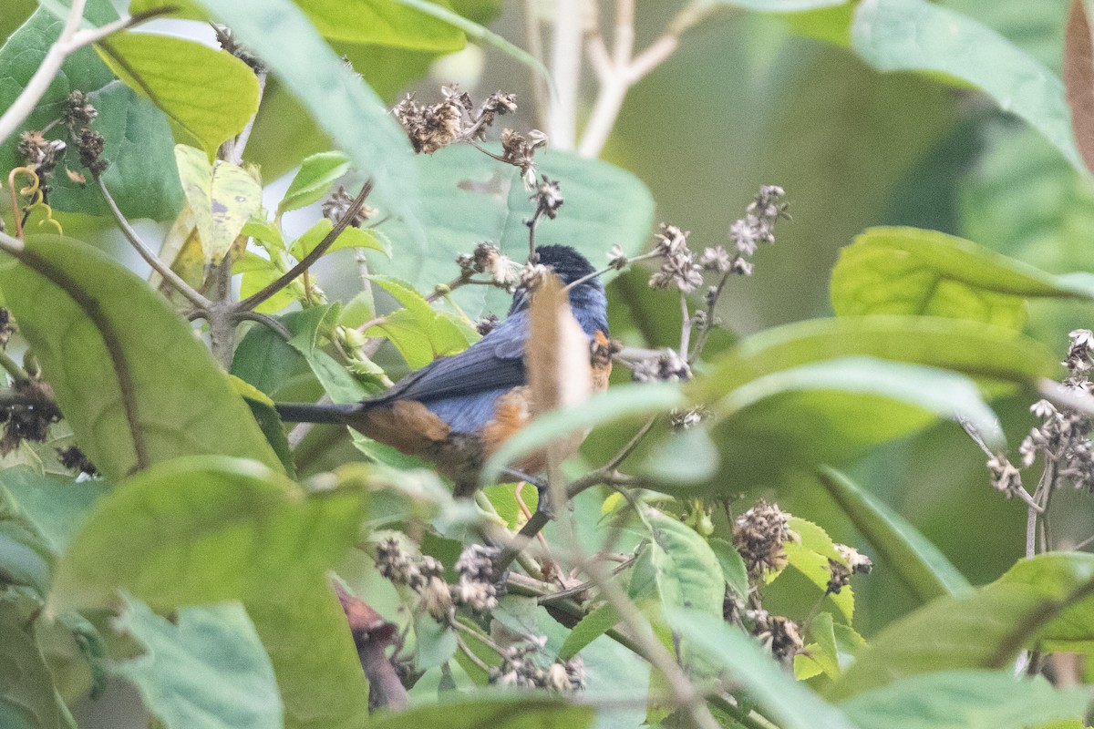 Blue-backed Conebill - ML646579974