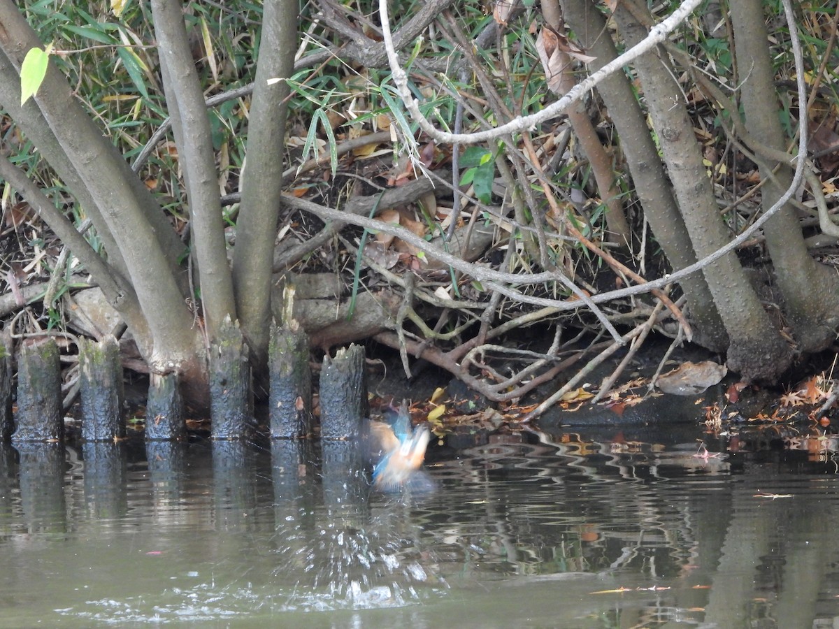 Common Kingfisher - ML646579982