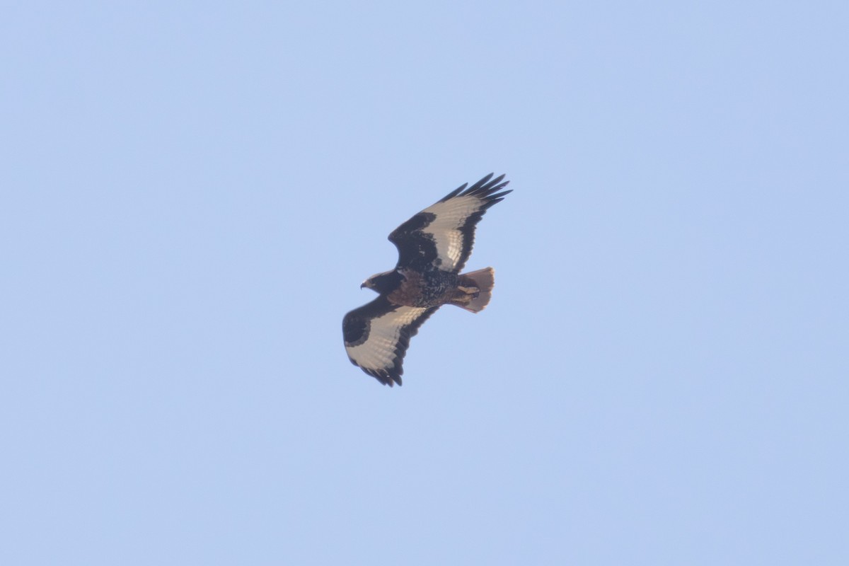 Jackal Buzzard - ML646579983
