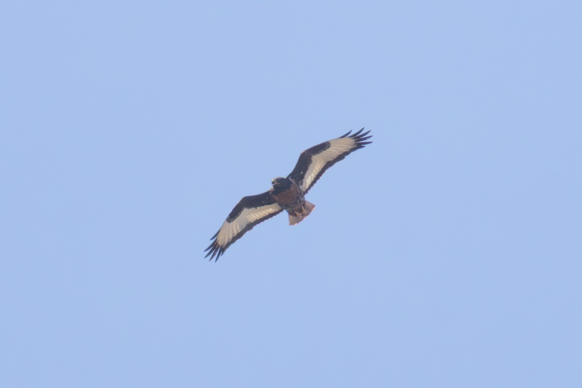 Jackal Buzzard - ML646579984