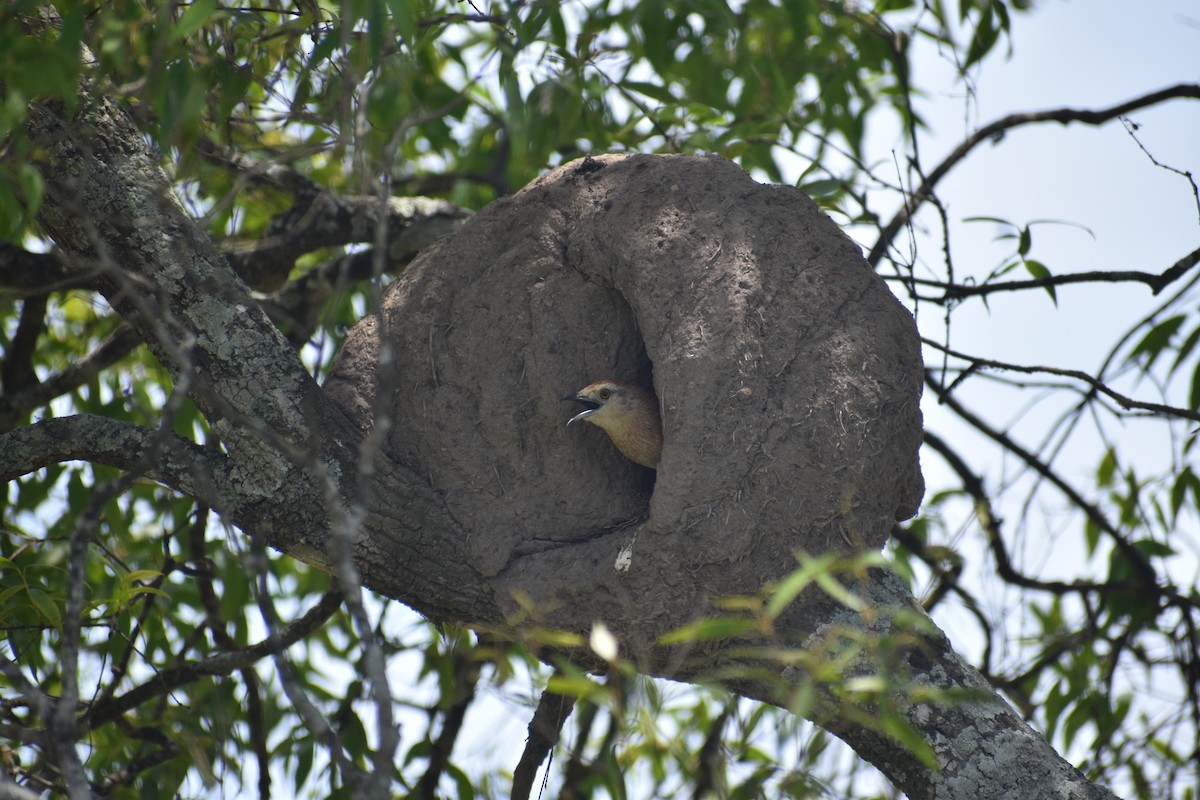Freckle-breasted Thornbird - ML646579985