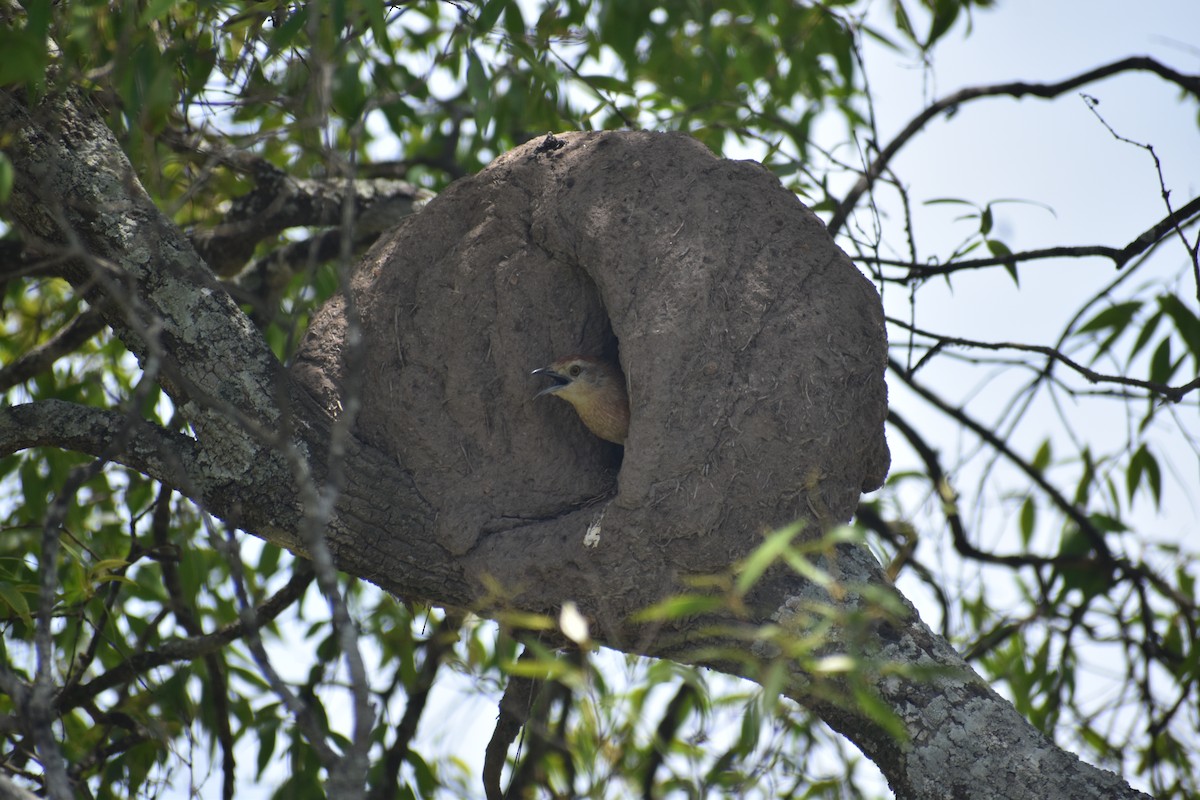 Freckle-breasted Thornbird - ML646579986