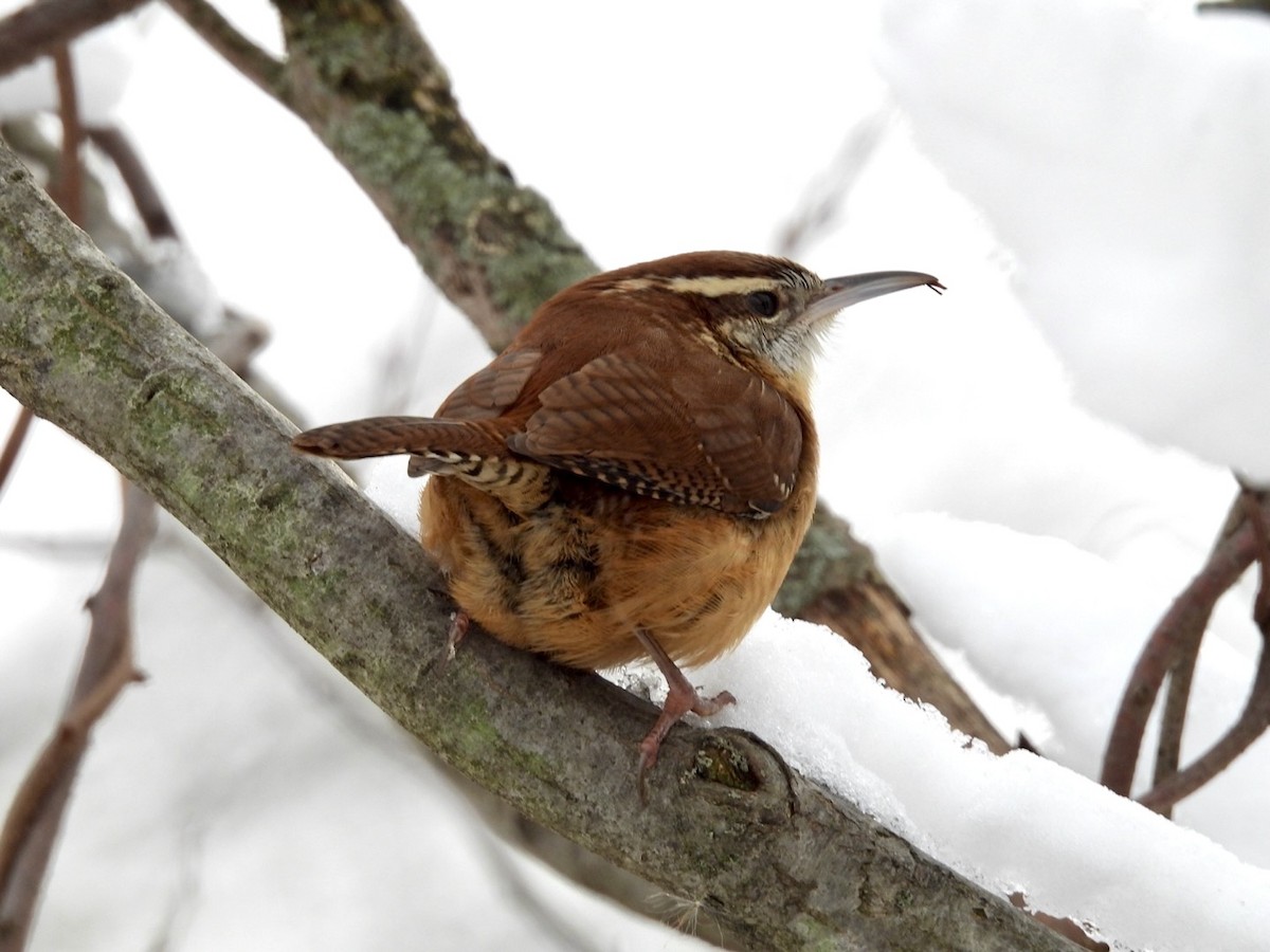 Carolina Wren - ML646579995
