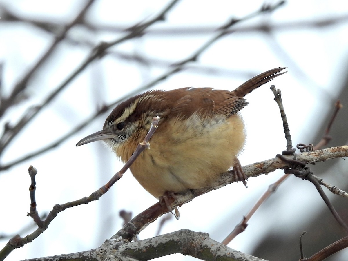 Carolina Wren - ML646579996