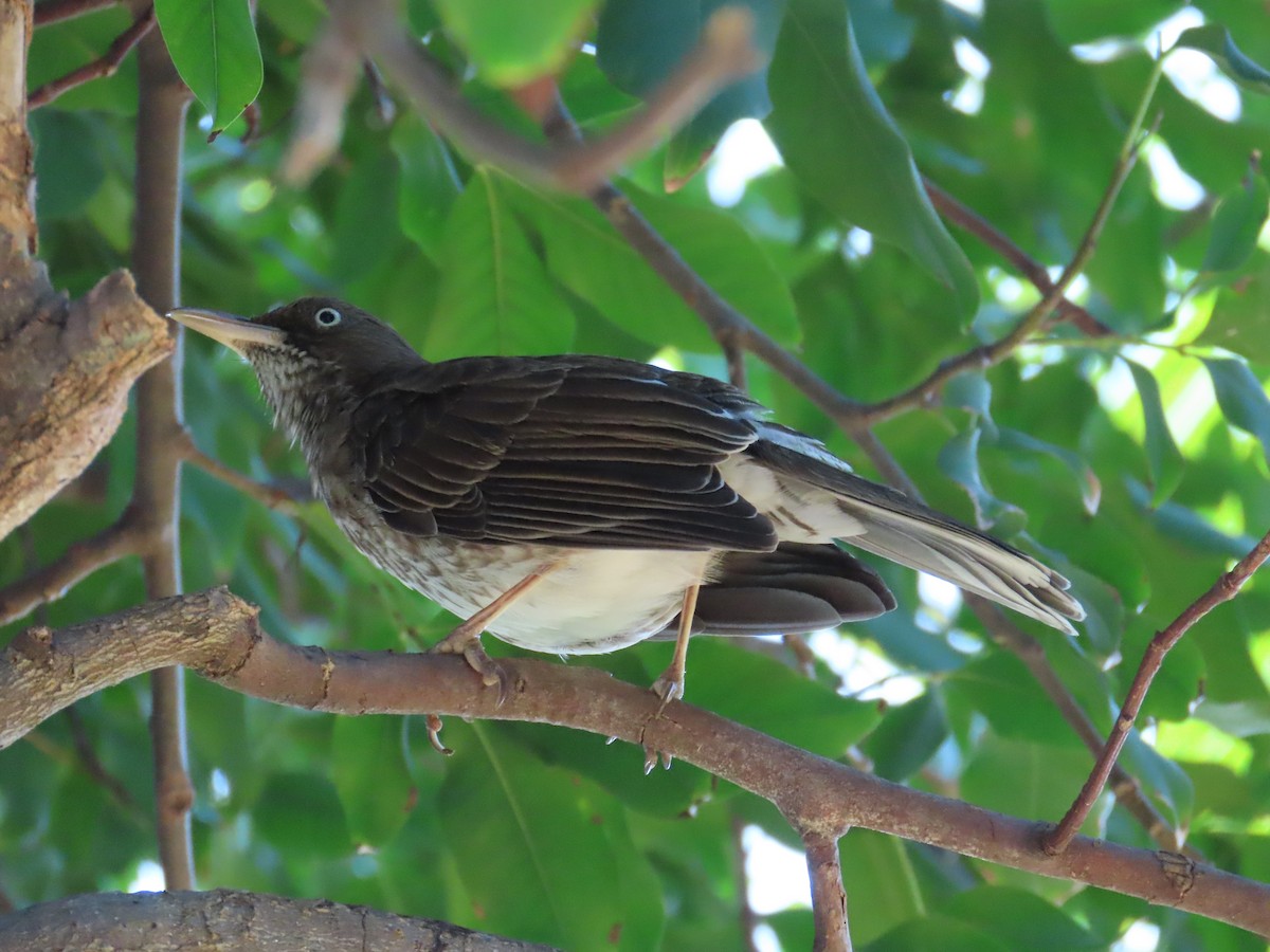Pearly-eyed Thrasher - ML646579997
