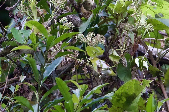 Chestnut-flanked White-eye - ML646580002