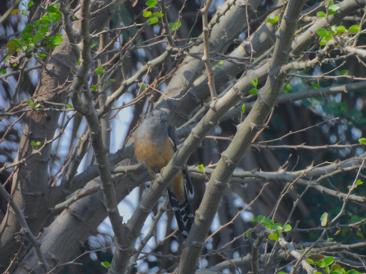 Plaintive Cuckoo - ML646580003