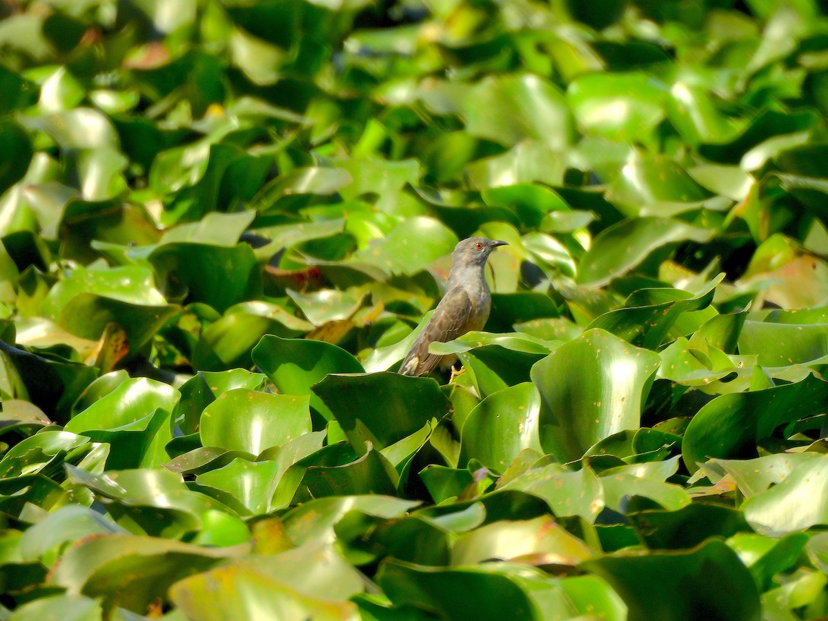 Plaintive Cuckoo - ML646580004