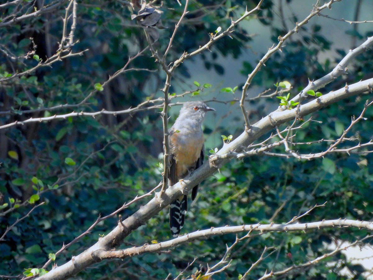 Plaintive Cuckoo - ML646580005