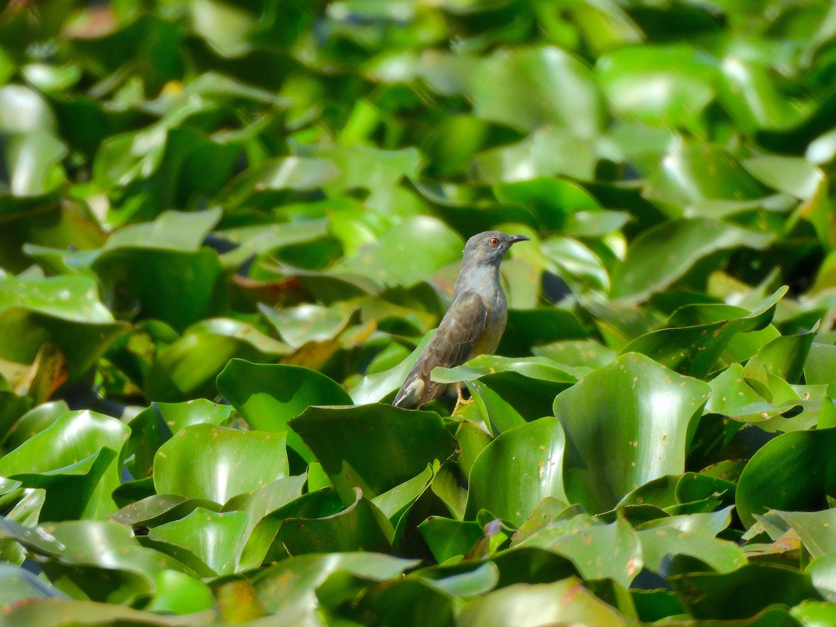 Plaintive Cuckoo - ML646580006