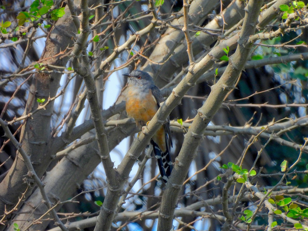 Plaintive Cuckoo - ML646580007