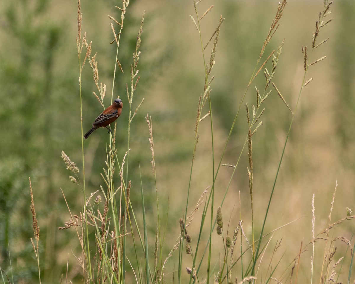 Kestane Rengi Tohumcul - ML646580008