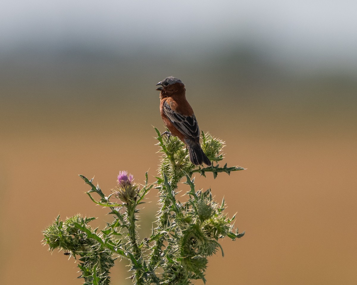 Kestane Rengi Tohumcul - ML646580009