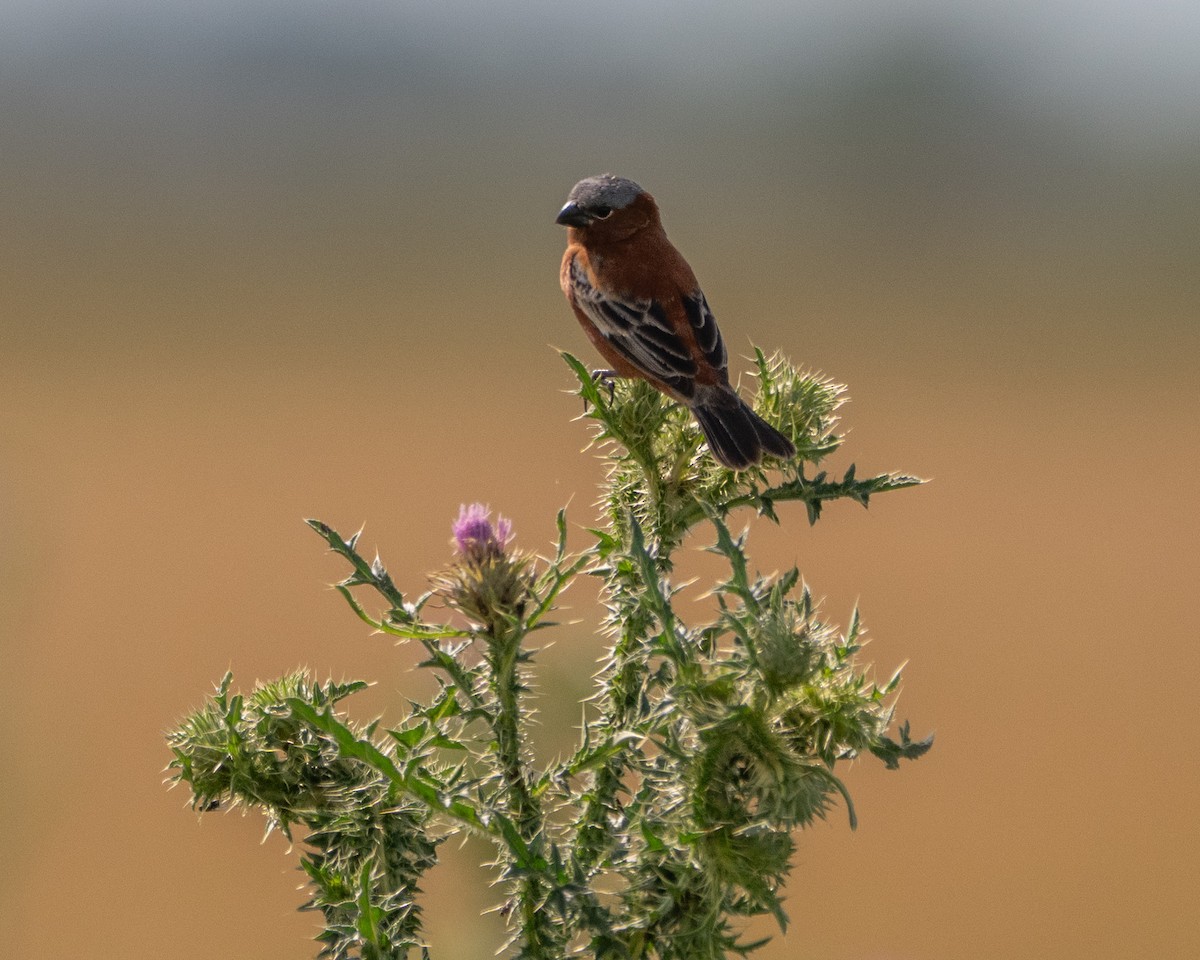 Kestane Rengi Tohumcul - ML646580010