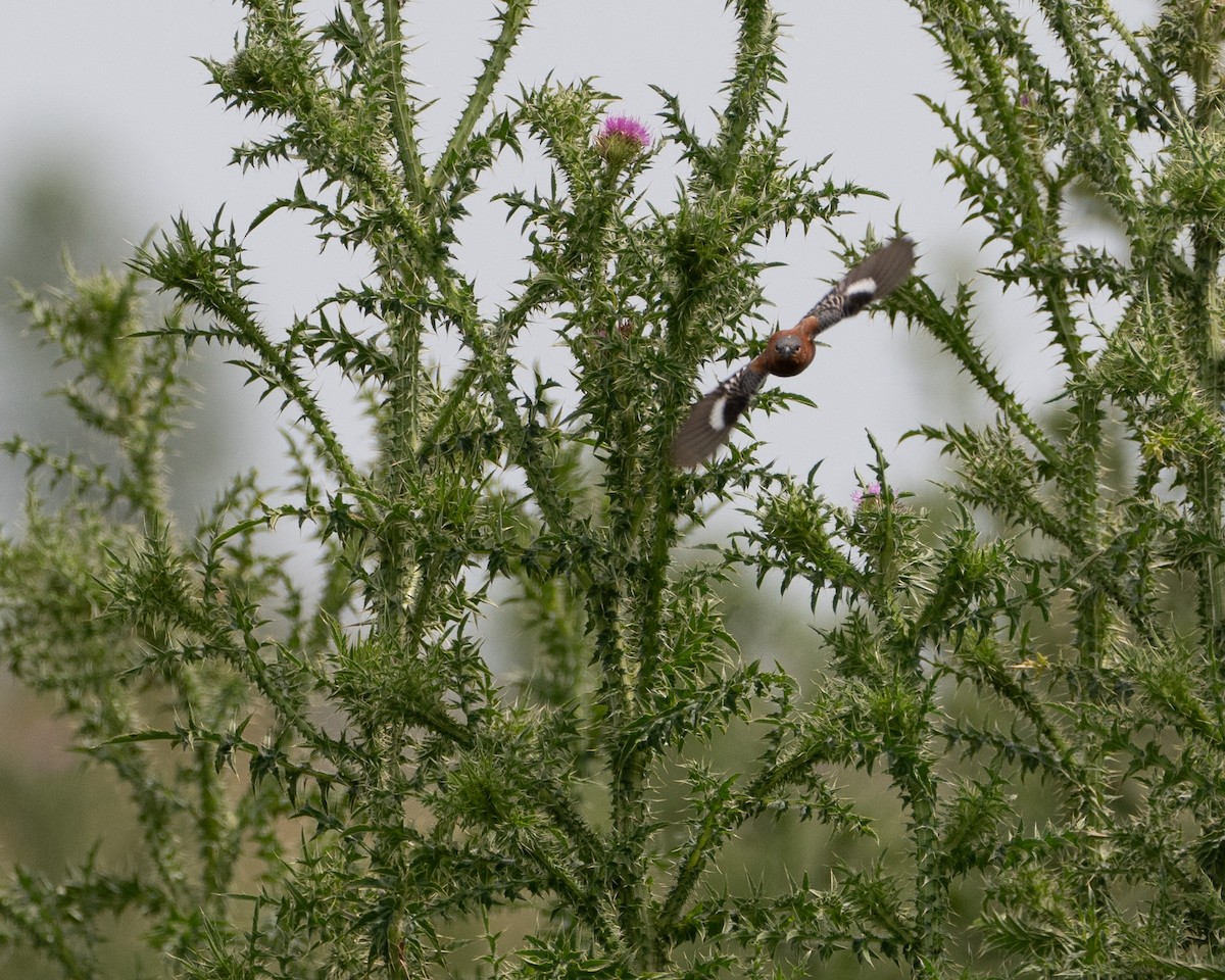 Kestane Rengi Tohumcul - ML646580011