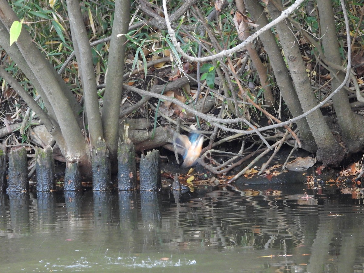 Common Kingfisher - ML646580019