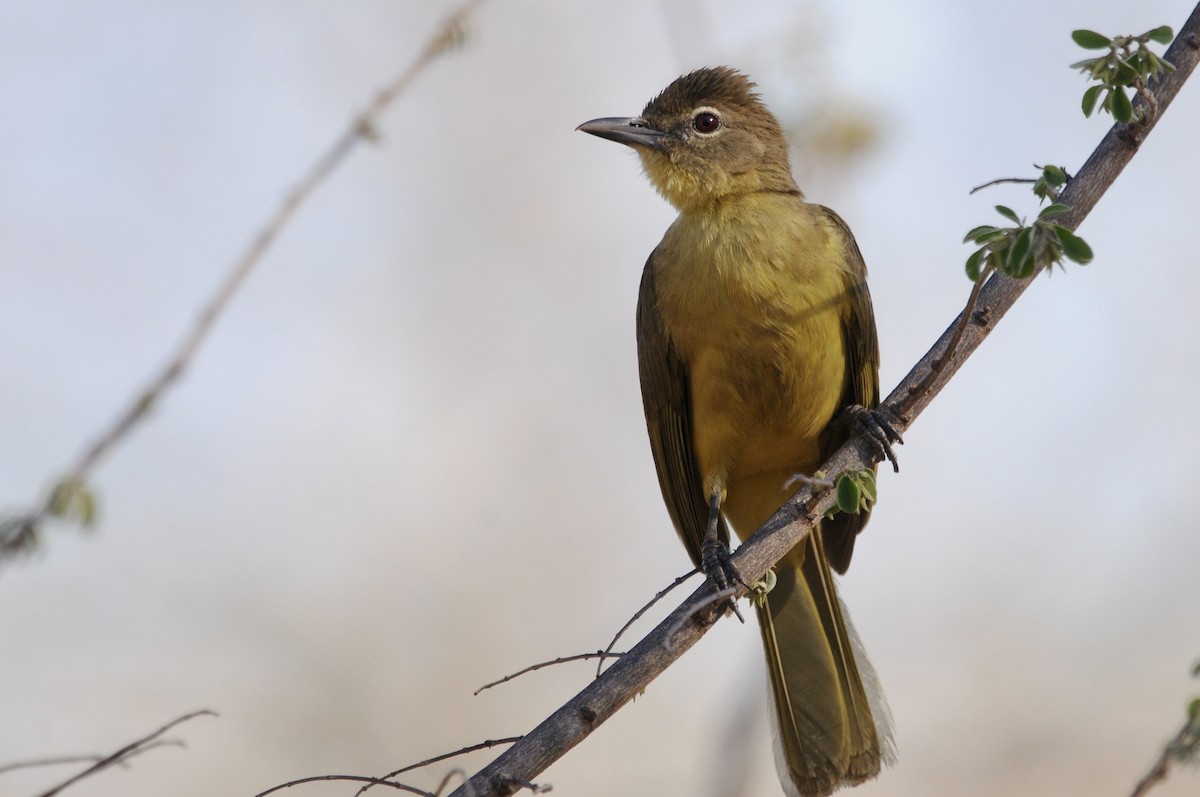 Жовточеревець натальський - ML646580020