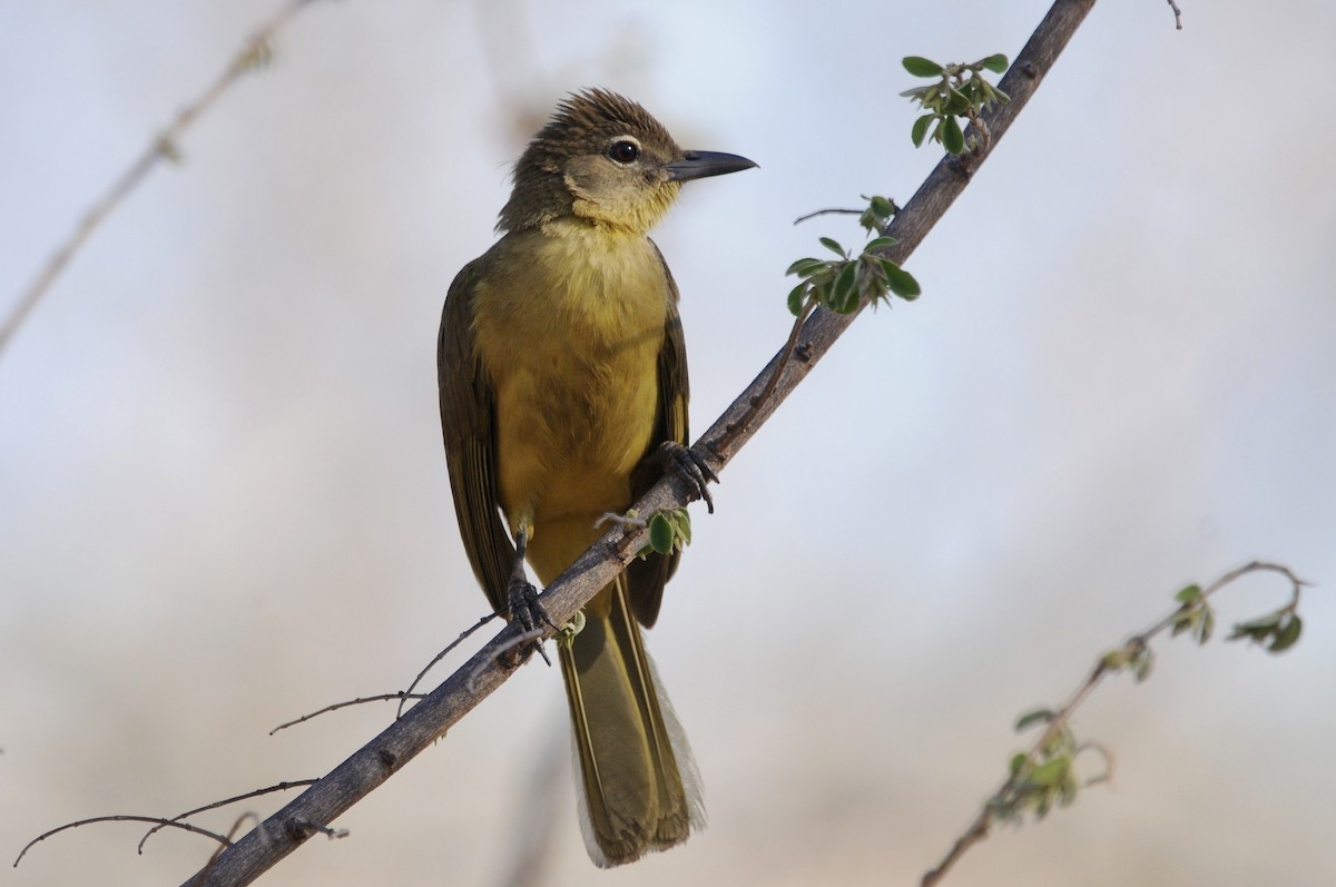 Жовточеревець натальський - ML646580021