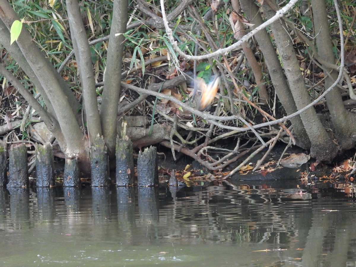 Common Kingfisher - ML646580024