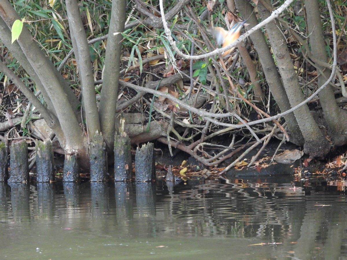 Common Kingfisher - ML646580034