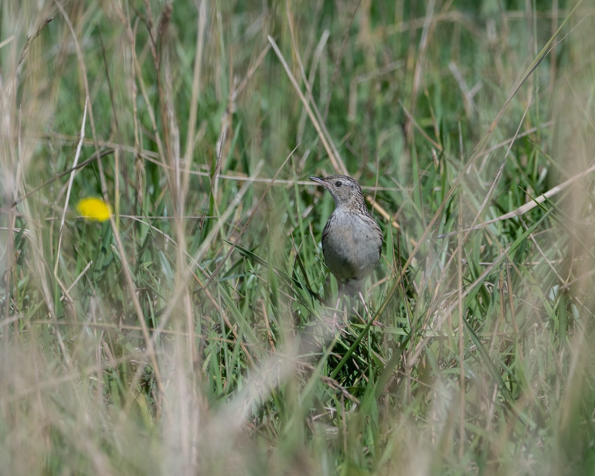 Hellmayr İncirkuşu - ML646580035