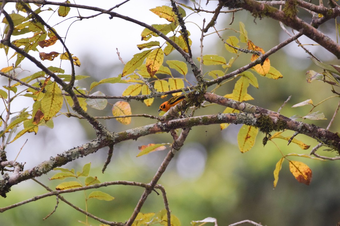 Golden Tanager - ML646580036