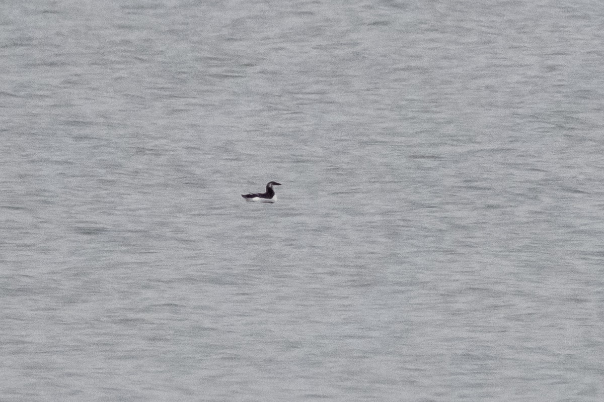 Razorbill - ML646580037